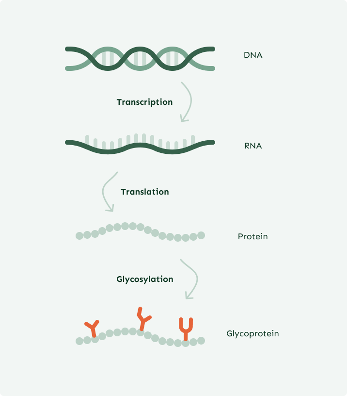 Diagram illustrating the process from DNA to glycoprotein. It shows DNA transcribed into RNA, RNA translated into a protein chain, and then glycans added during glycosylation to form a glycoprotein. The glycans are shown as red branched structures attached to the protein.